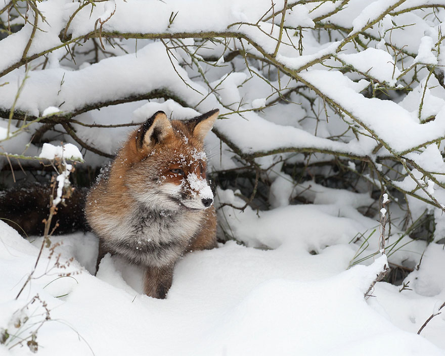Winter Fox Photography