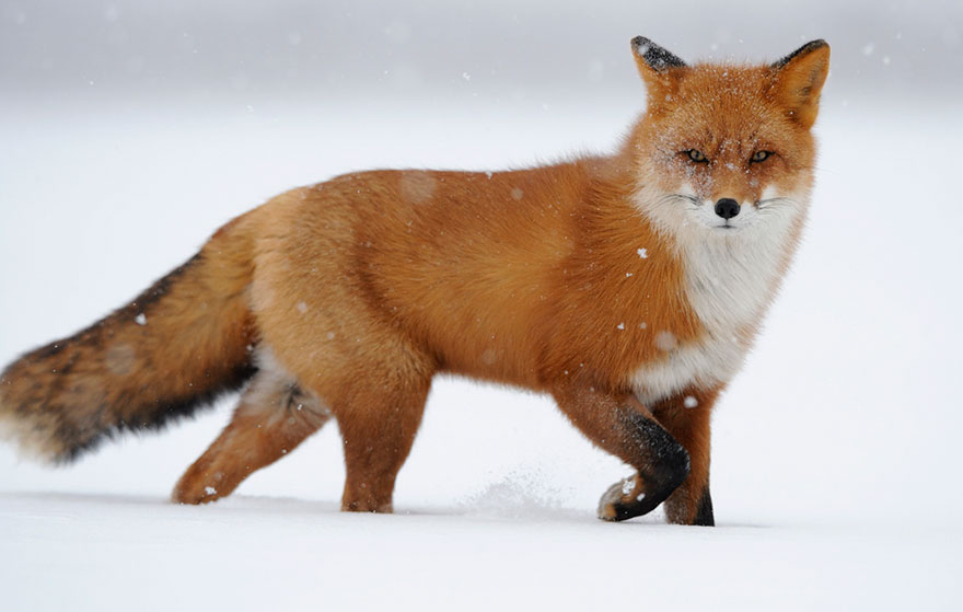 Winter Fox Photography