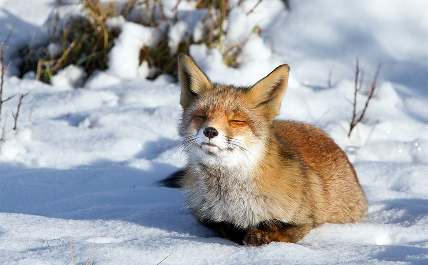 Winter Fox Photography