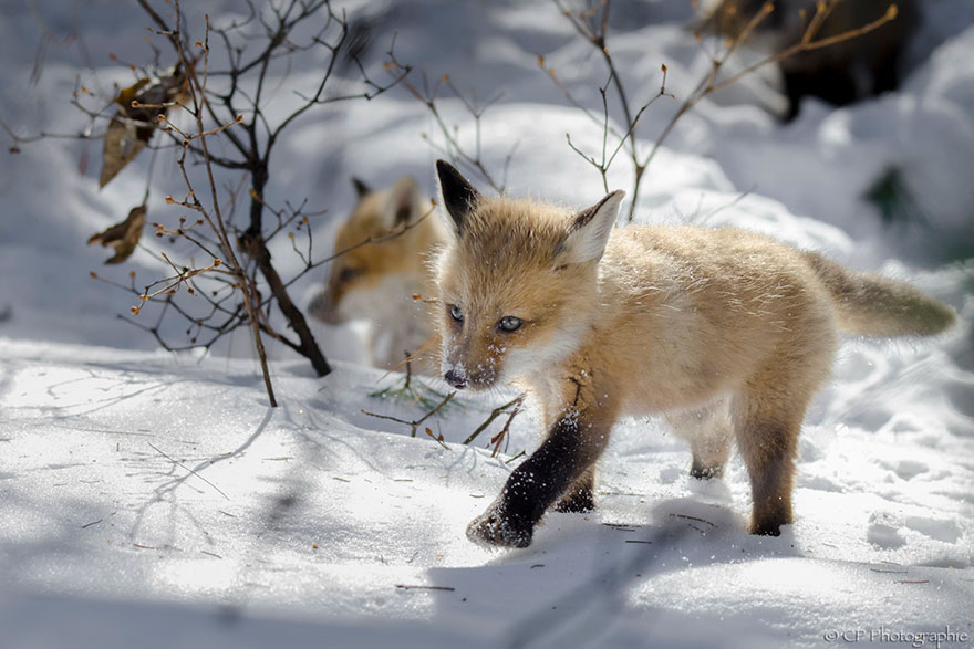Winter Fox Photography
