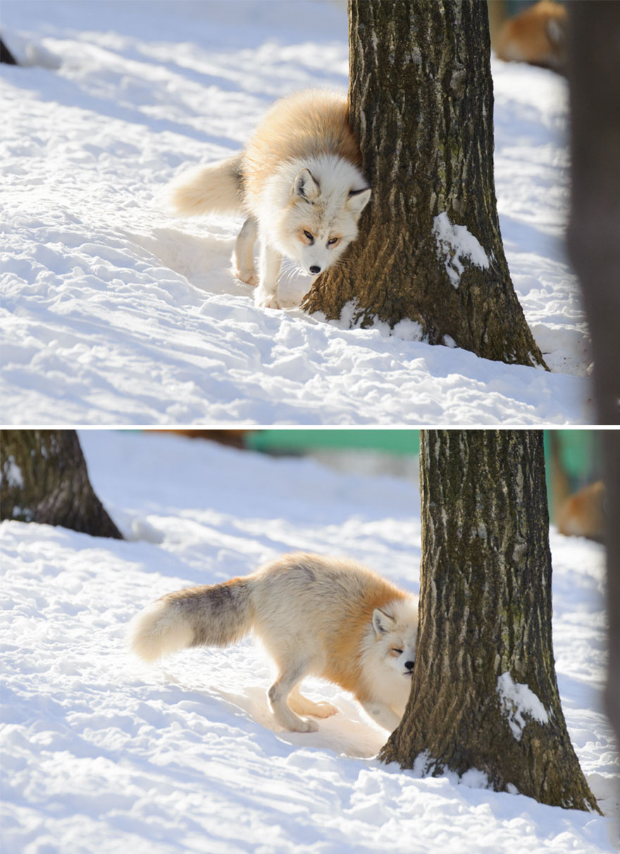 Winter Fox Photography