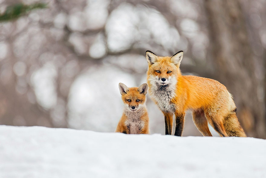 Winter Fox Photography
