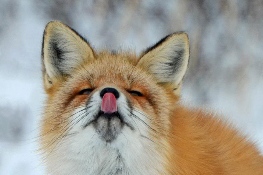 Winter Fox Photography