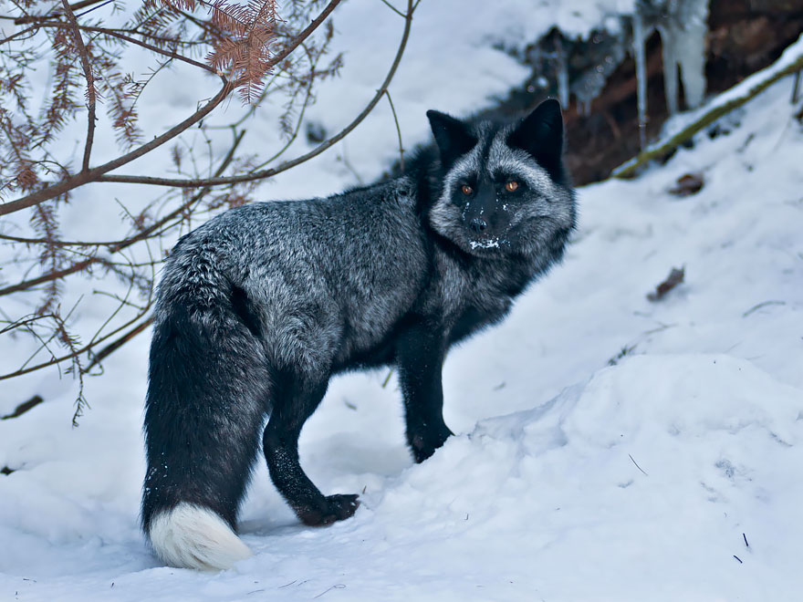 Winter Fox Photography