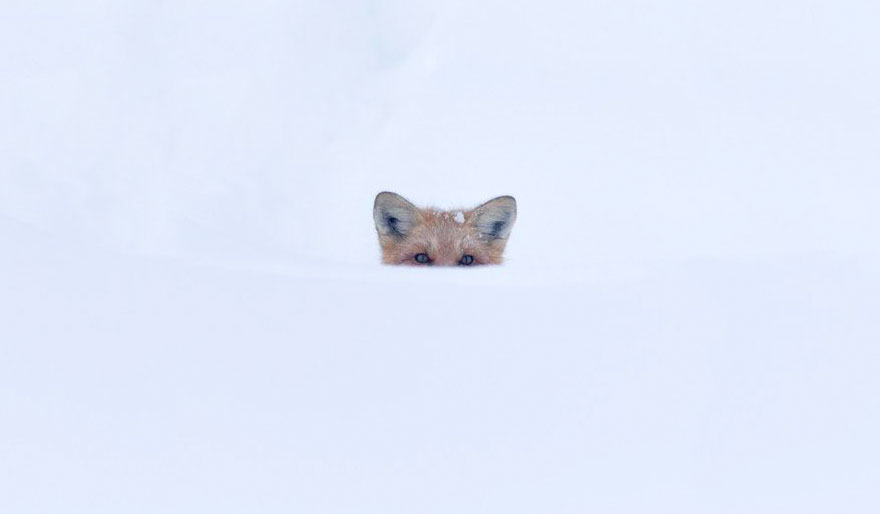 Winter Fox Photography