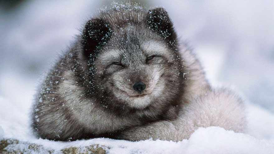 Winter Fox Photography