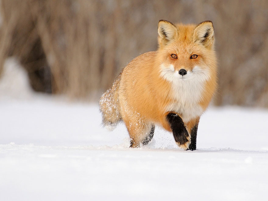 Winter Fox Photography