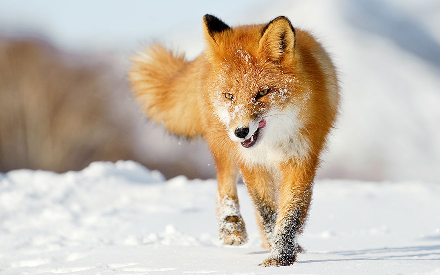 Winter Fox Photography