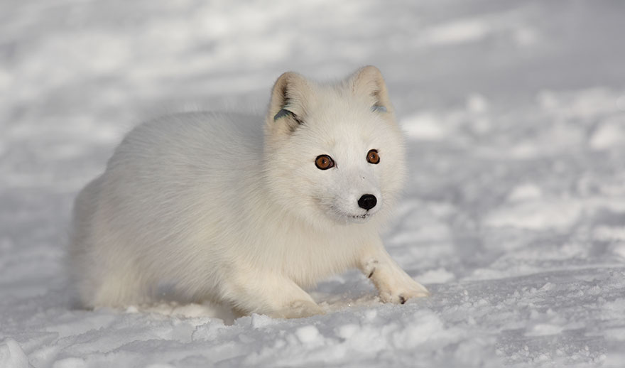 Winter Fox Photography