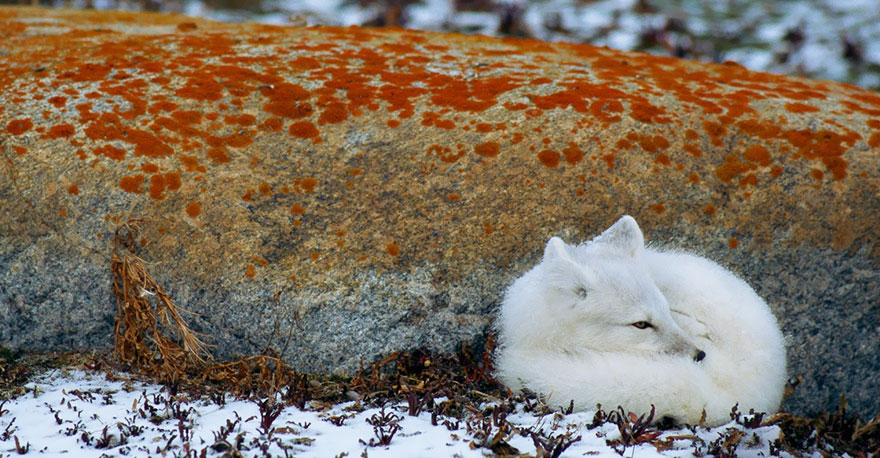 Winter Fox Photography