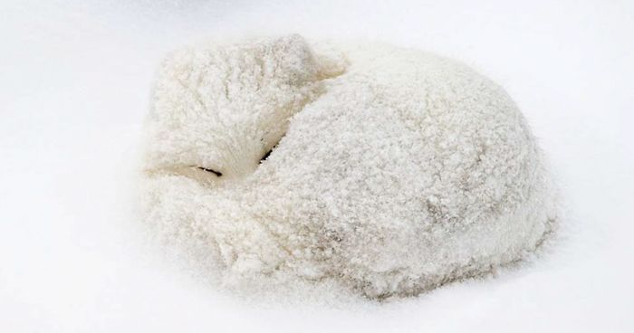 102 Stunning Winter Fox Photos That’ll Make You Fall In Love With Foxes