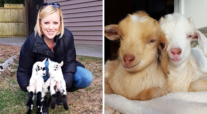 Esta mujer dejó su estresante trabajo en la ciudad para criar cabritillos con problemas, y le encanta
