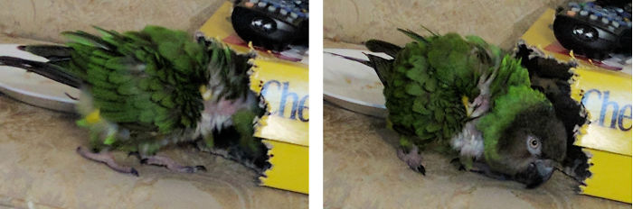 Taz Before And After Being Called A Good Girl