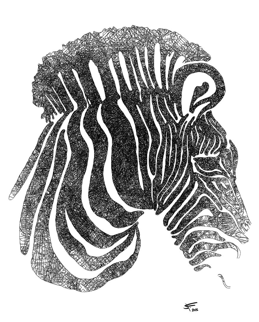 Zebra