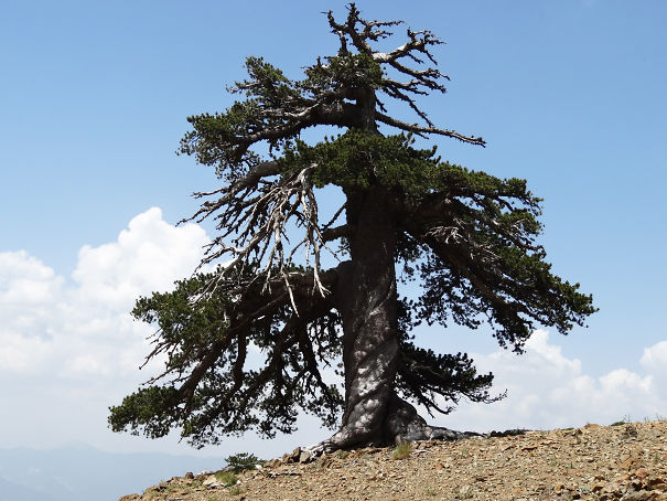 09_geo_aeltester_baum_europas.jpg