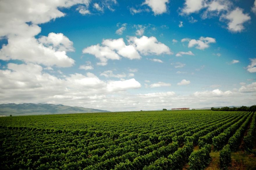 Does It Look Like A Vineyard From France? Maybe. But It's In Romania