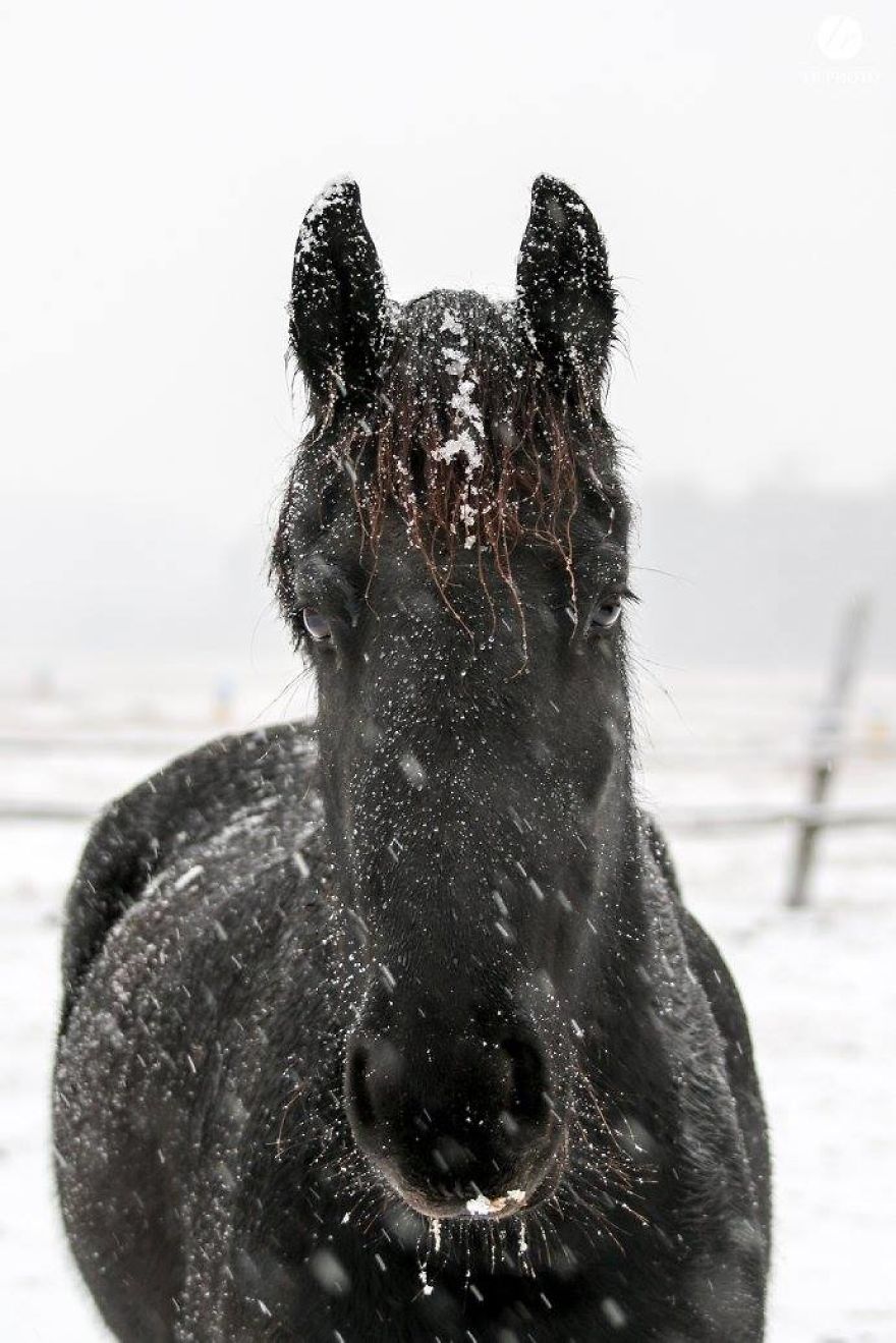 The Last Few Days I Made Of Our Horses Some Winter Pictures