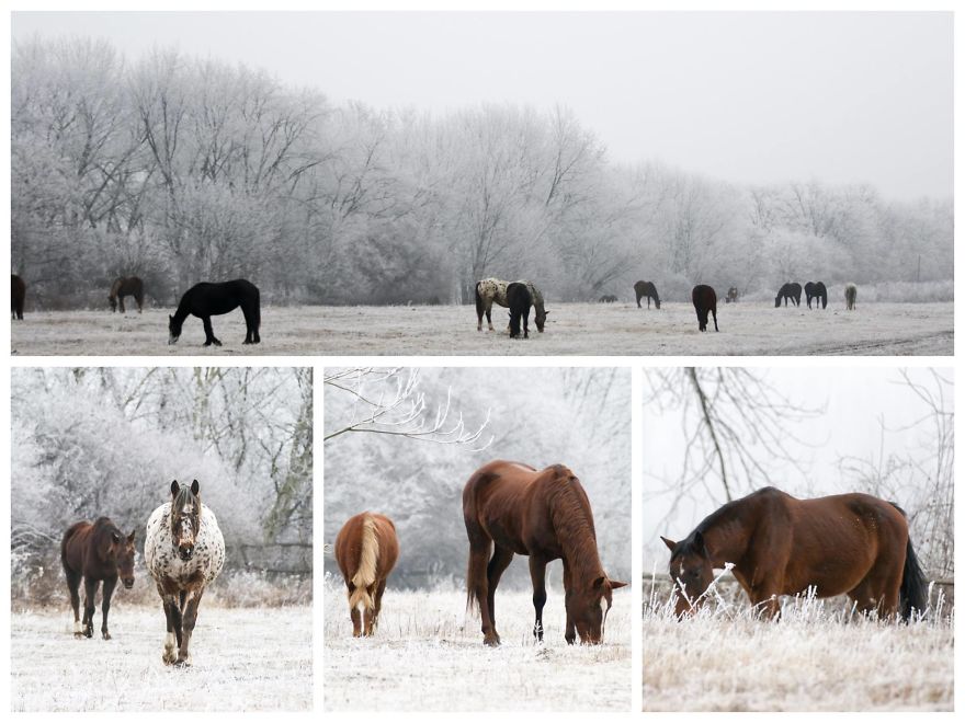 The Last Few Days I Made Of Our Horses Some Winter Pictures