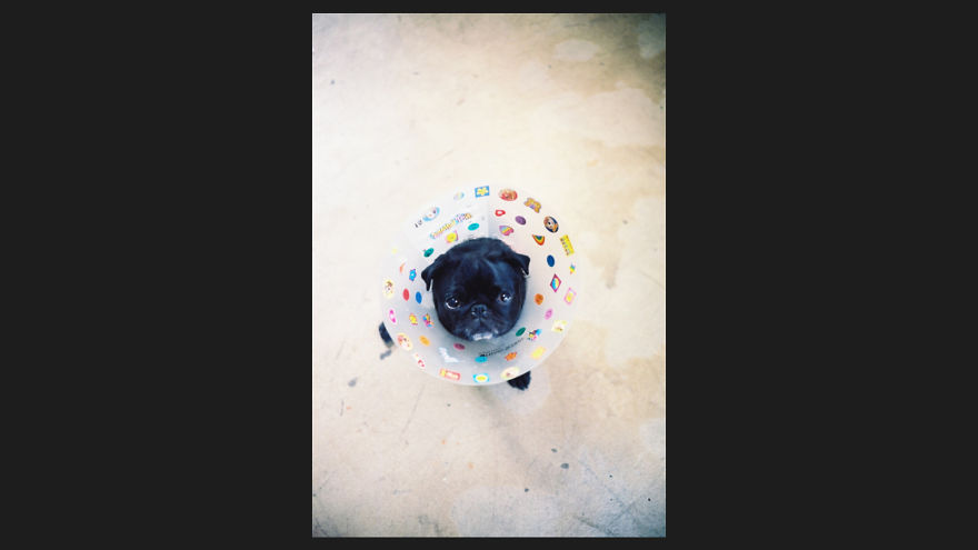 10 Pet Parents Who Went Above And Beyond With The Cone Of Shame