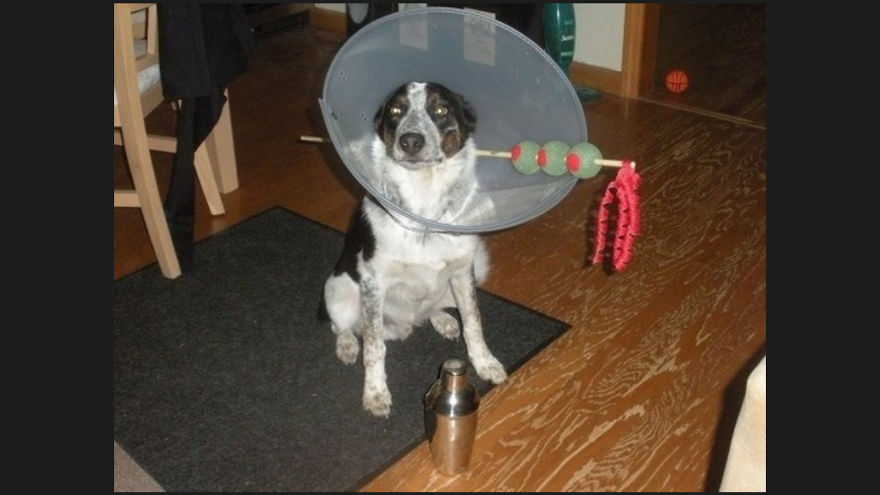 10 Pet Parents Who Went Above And Beyond With The Cone Of Shame