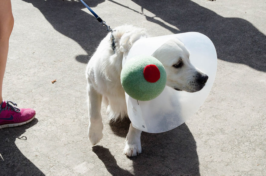 10 Pet Parents Who Went Above And Beyond With The Cone Of Shame