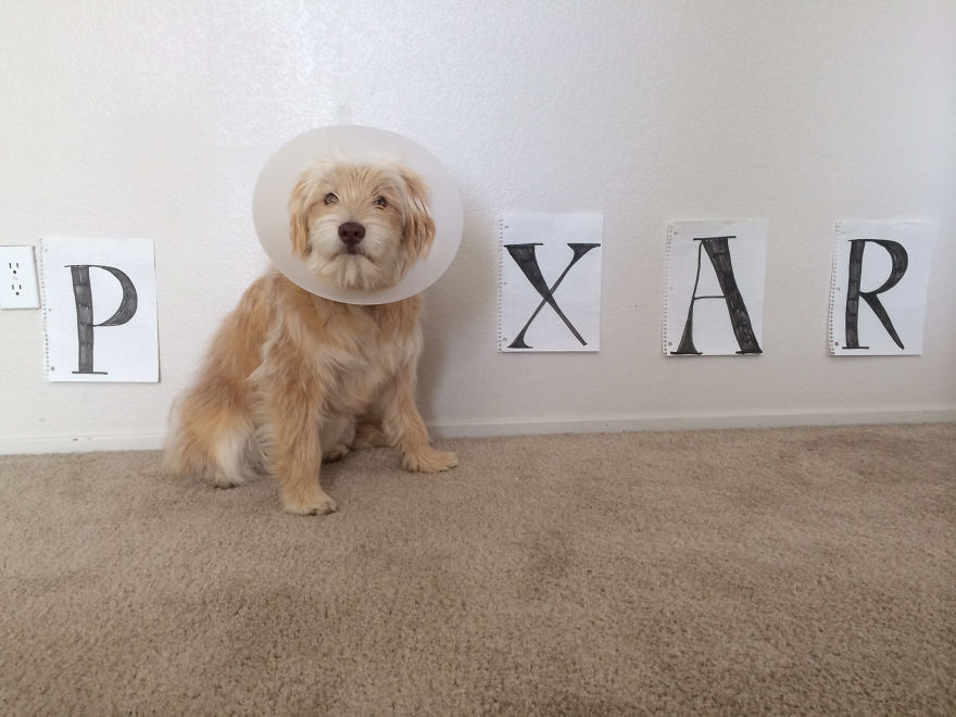 10 Pet Parents Who Went Above And Beyond With The Cone Of Shame