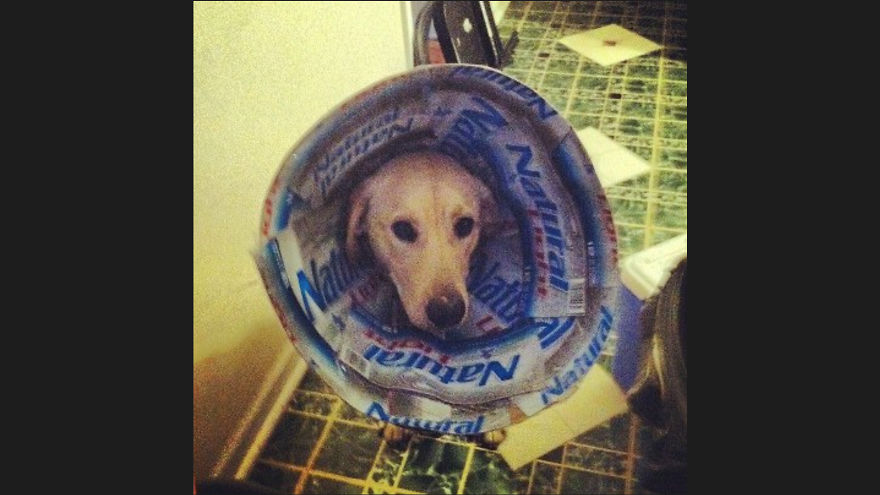 10 Pet Parents Who Went Above And Beyond With The Cone Of Shame