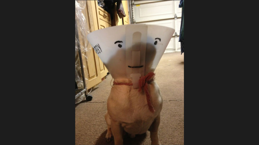 10 Pet Parents Who Went Above And Beyond With The Cone Of Shame