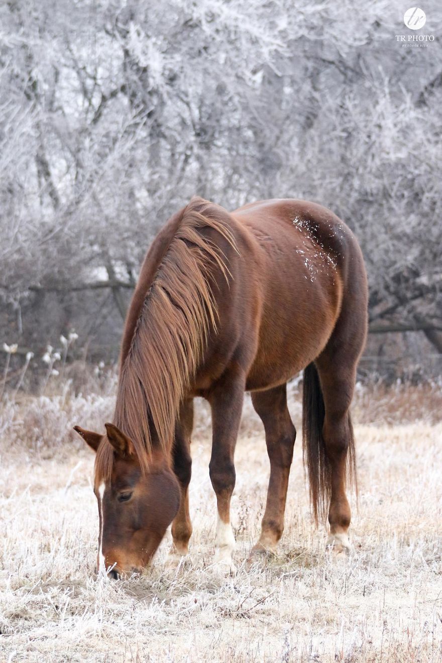 The Last Few Days I Made Of Our Horses Some Winter Pictures