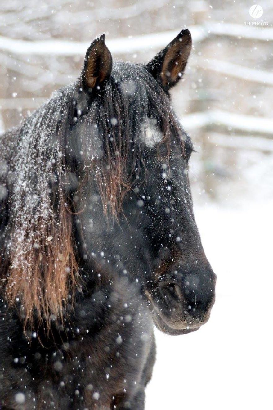 The Last Few Days I Made Of Our Horses Some Winter Pictures