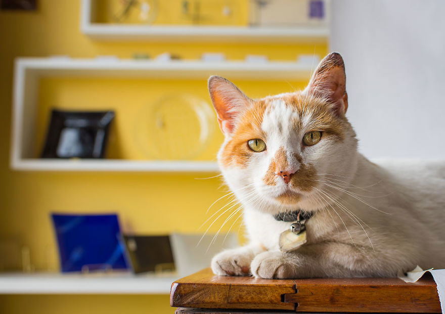 Shop Cats Of New York! Photographer Captures Cats In Shops All Over New York Shop Cats Of New York! Photographer Captures Cats In Shops All Over New York