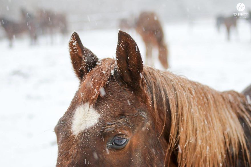 The Last Few Days I Made Of Our Horses Some Winter Pictures
