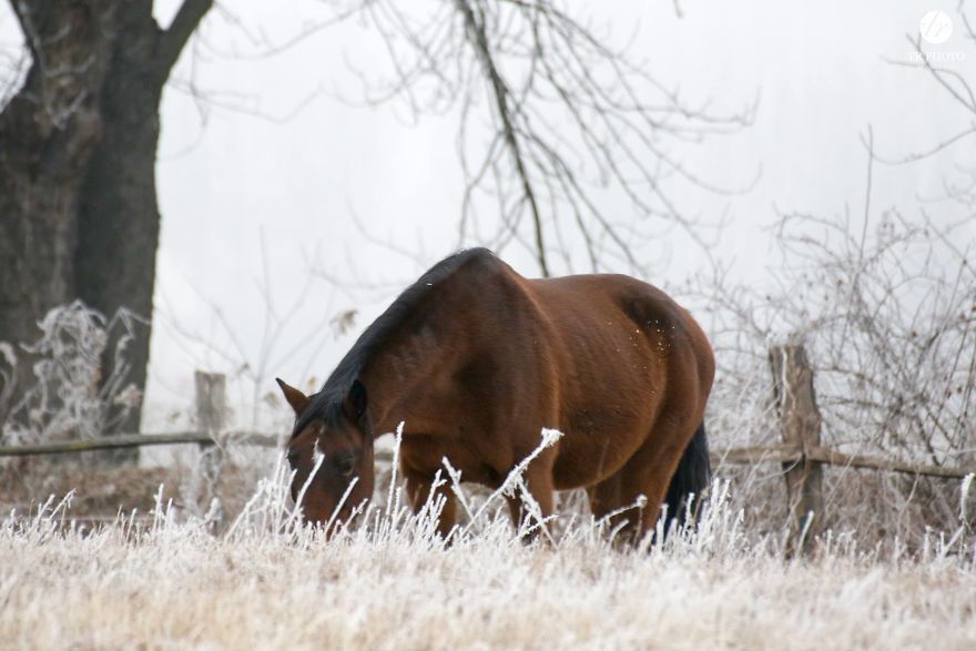 The Last Few Days I Made Of Our Horses Some Winter Pictures