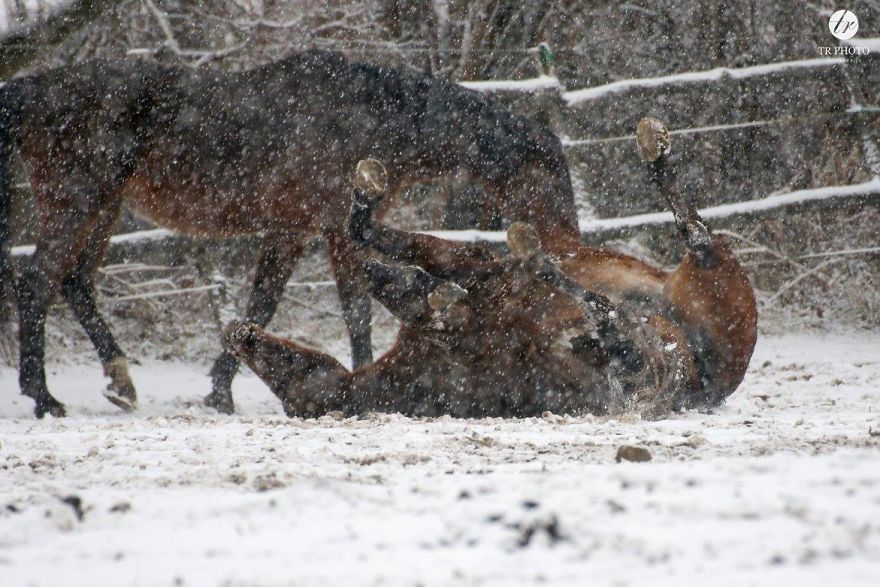 The Last Few Days I Made Of Our Horses Some Winter Pictures