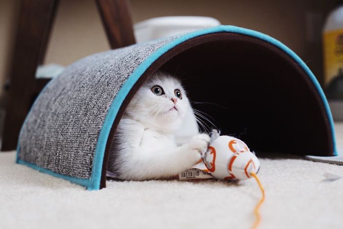 Always-guilty-cat-maisey