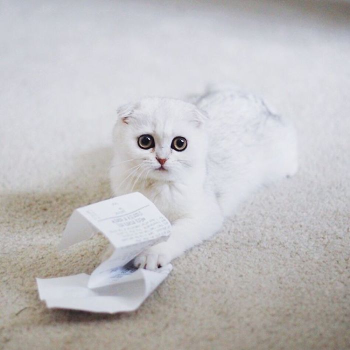 Always-guilty-cat-maisey