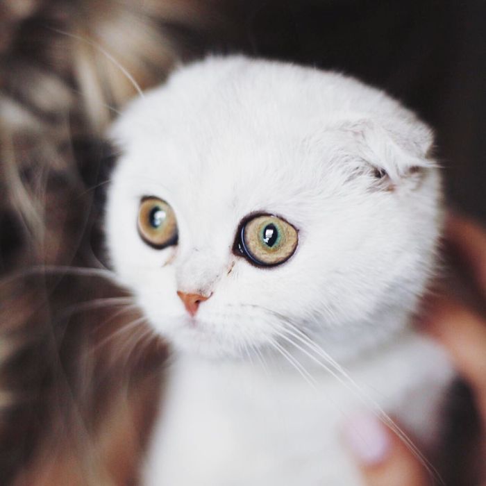 Always-guilty-cat-maisey