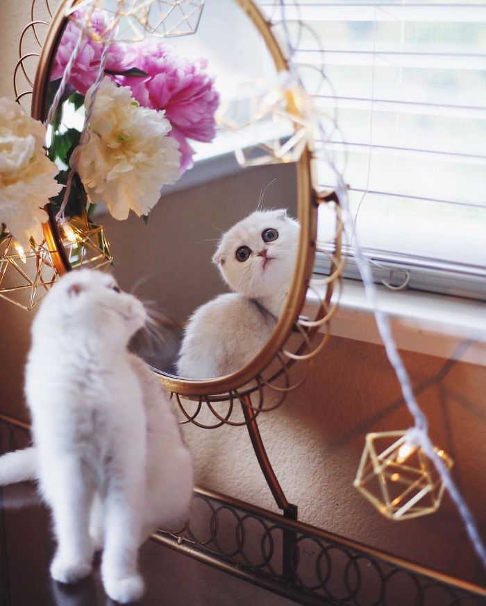 Always-guilty-cat-maisey