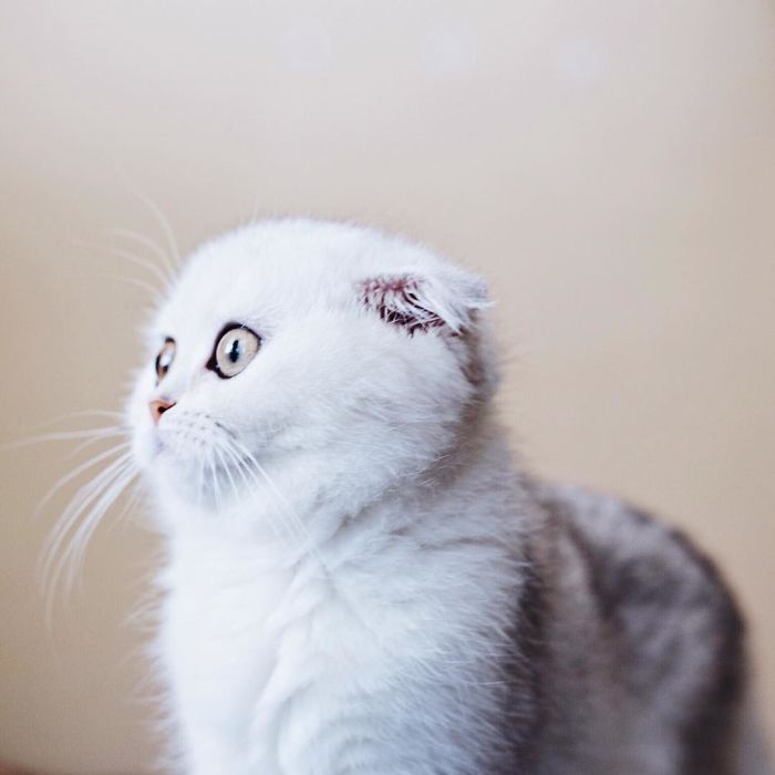 Always-guilty-cat-maisey