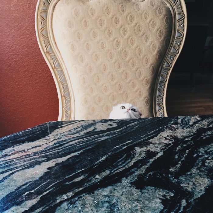 Always-guilty-cat-maisey