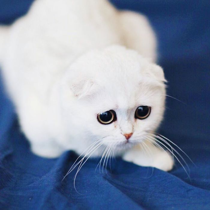 Always-guilty-cat-maisey