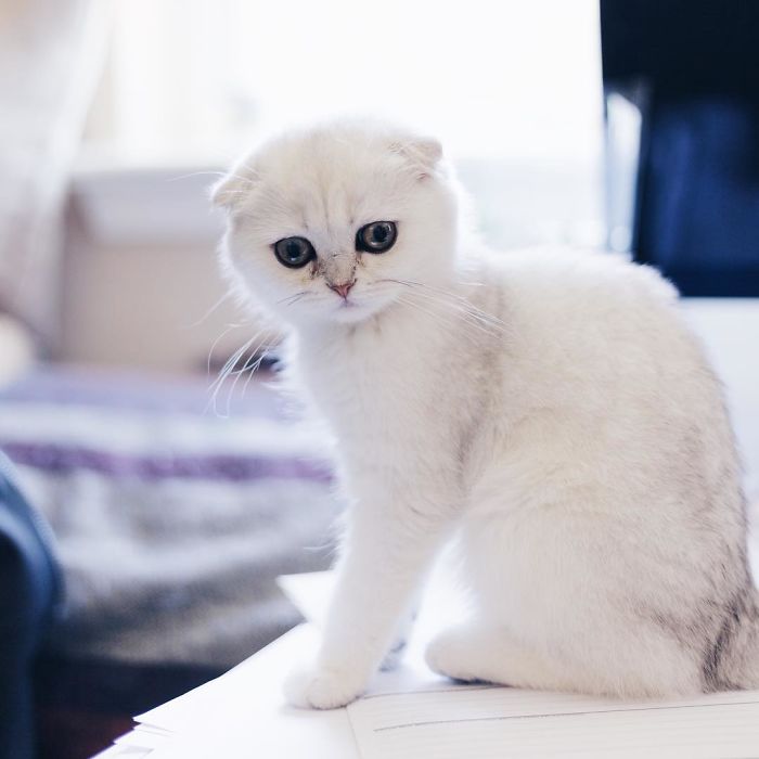 Always-guilty-cat-maisey