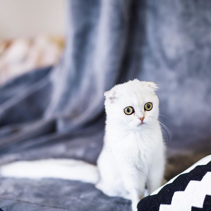 Always-guilty-cat-maisey