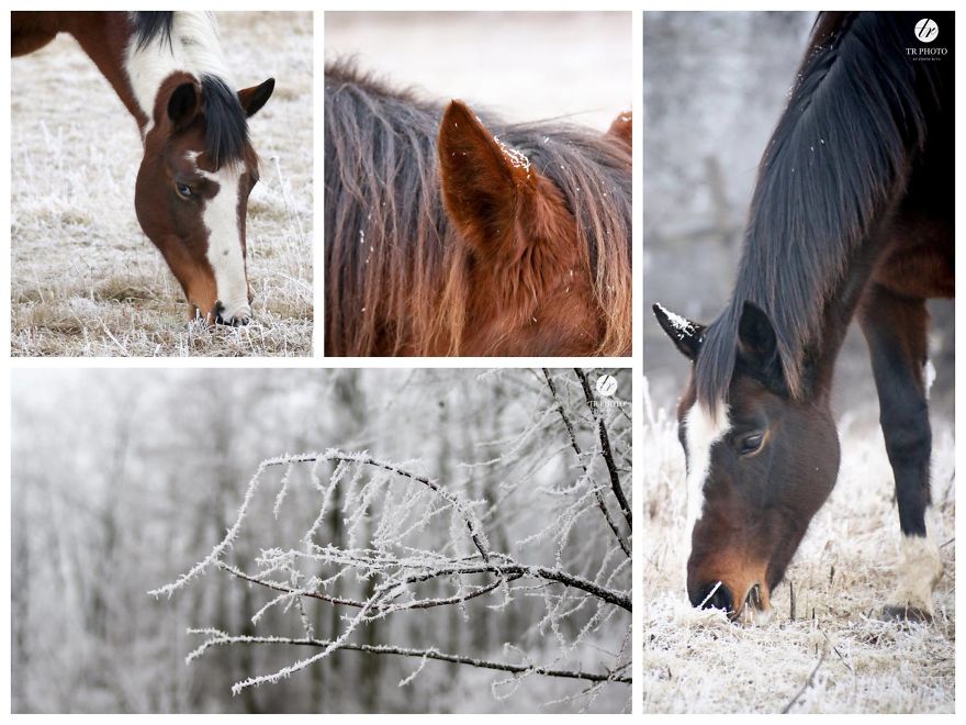 The Last Few Days I Made Of Our Horses Some Winter Pictures