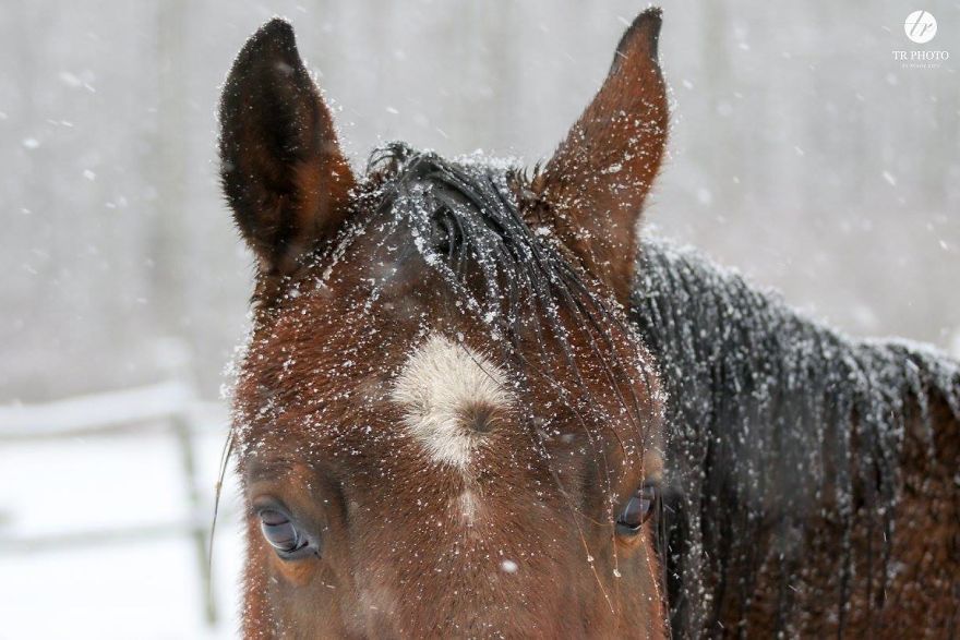 The Last Few Days I Made Of Our Horses Some Winter Pictures