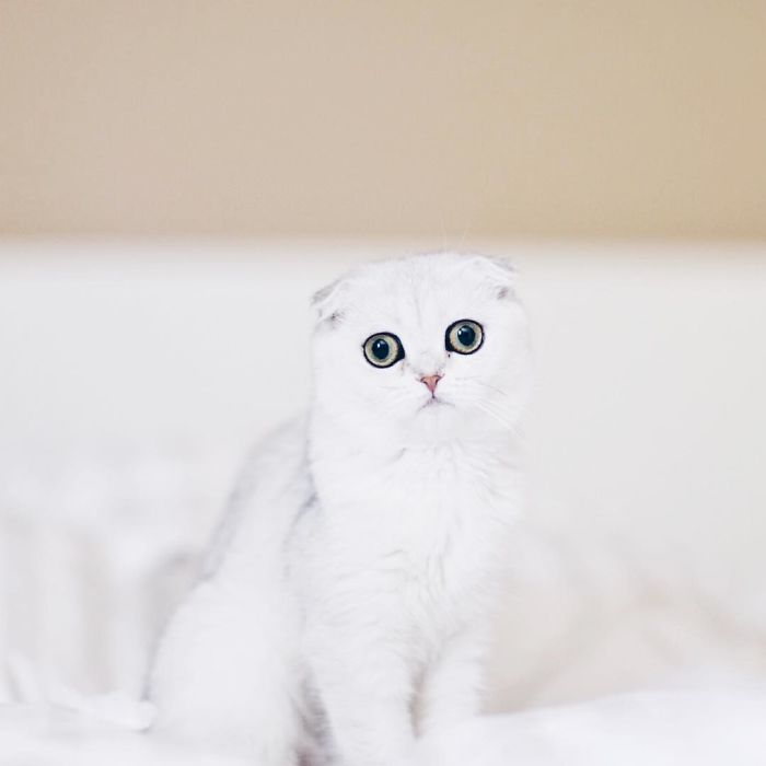 Always-guilty-cat-maisey