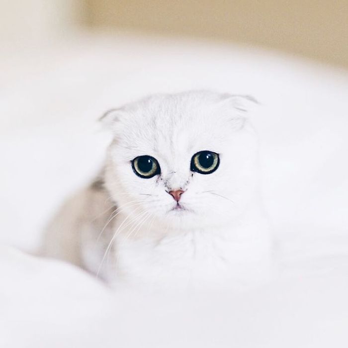 Always-guilty-cat-maisey