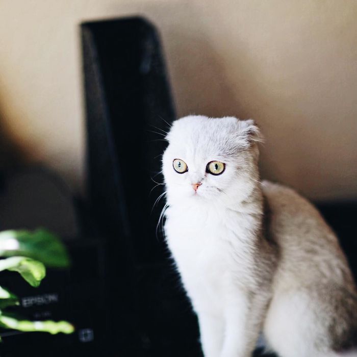 Always-guilty-cat-maisey