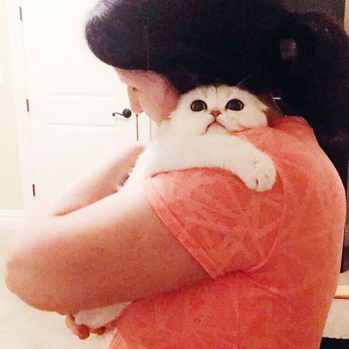 Always-guilty-cat-maisey