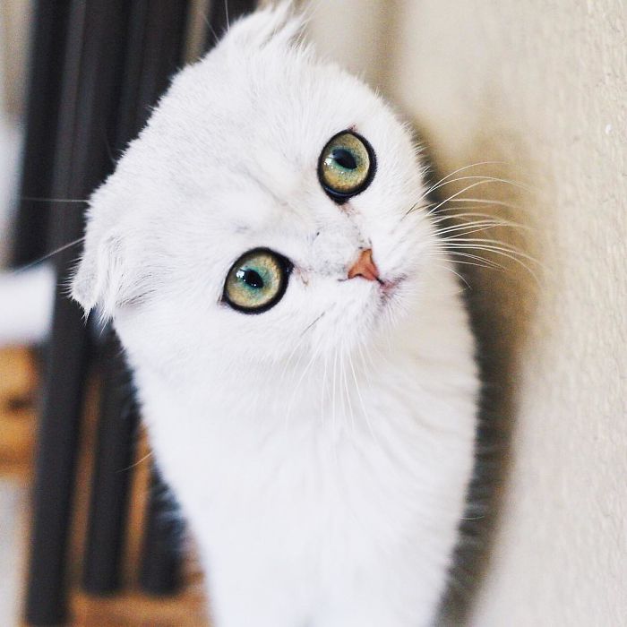 Always-guilty-cat-maisey